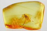 Detailed Fossil Long-Legged Fly (Dolichopodidae) in Baltic Amber #372560-1